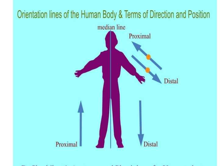 Body Cavities Diagram Biology Diagrams