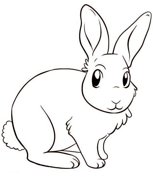 Rabbit Realistic Art, Pencil Drawing Images