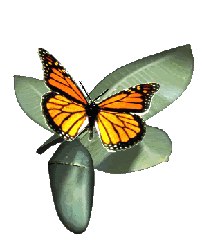 Animated Flying Butterfly - ClipArt Best