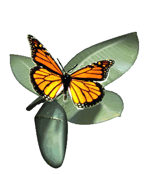 Butterfly Animation - ClipArt Best