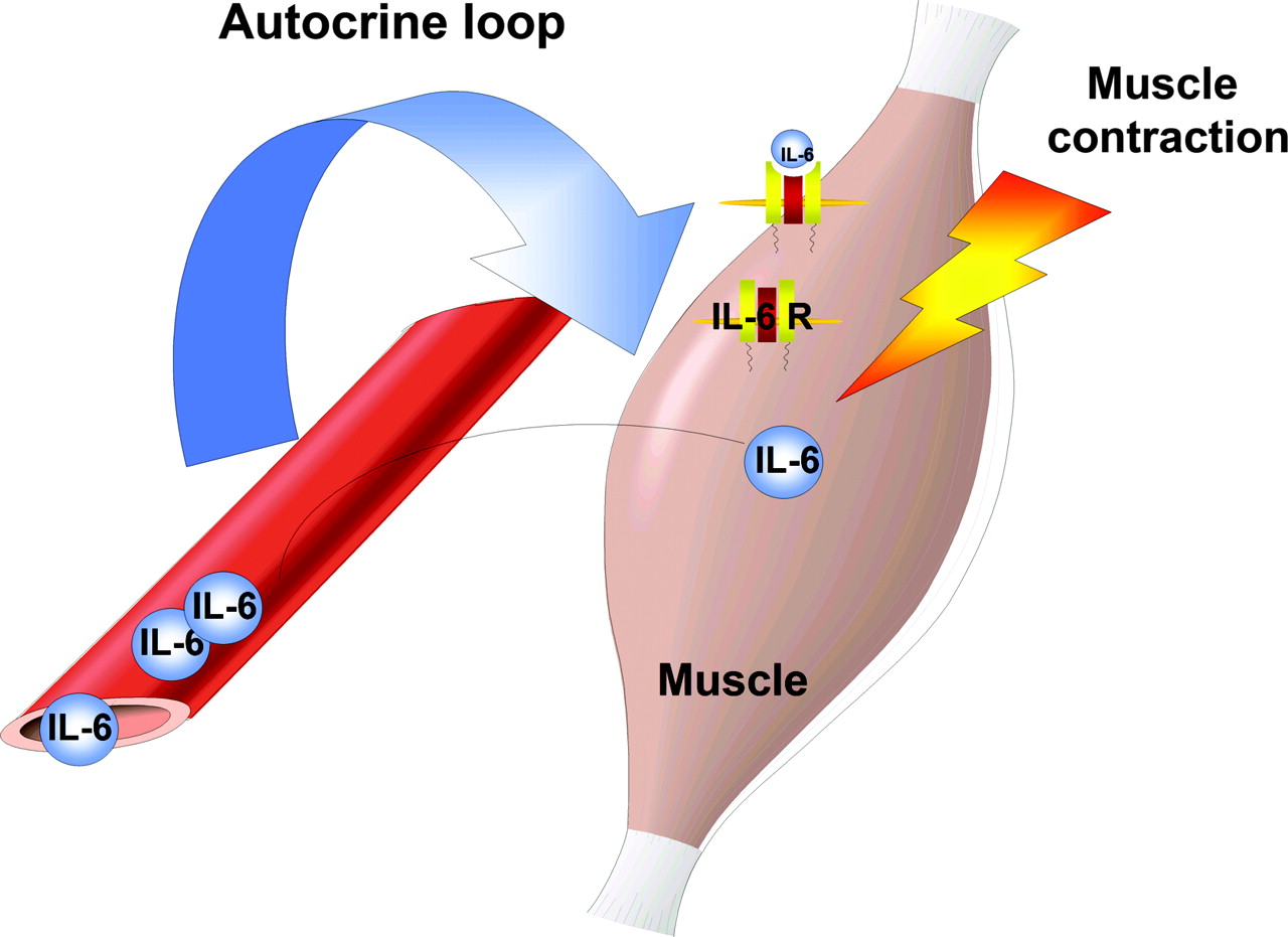 Skeletal Muscle - ClipArt Best