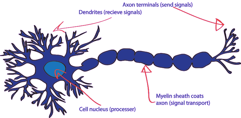 Diagram Of A Nerve Cell - ClipArt Best
