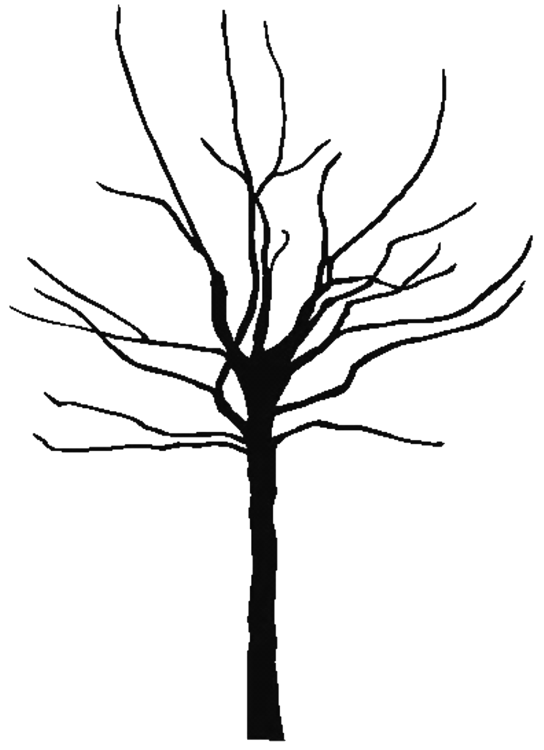 Tree Outline With Leaves Clipart