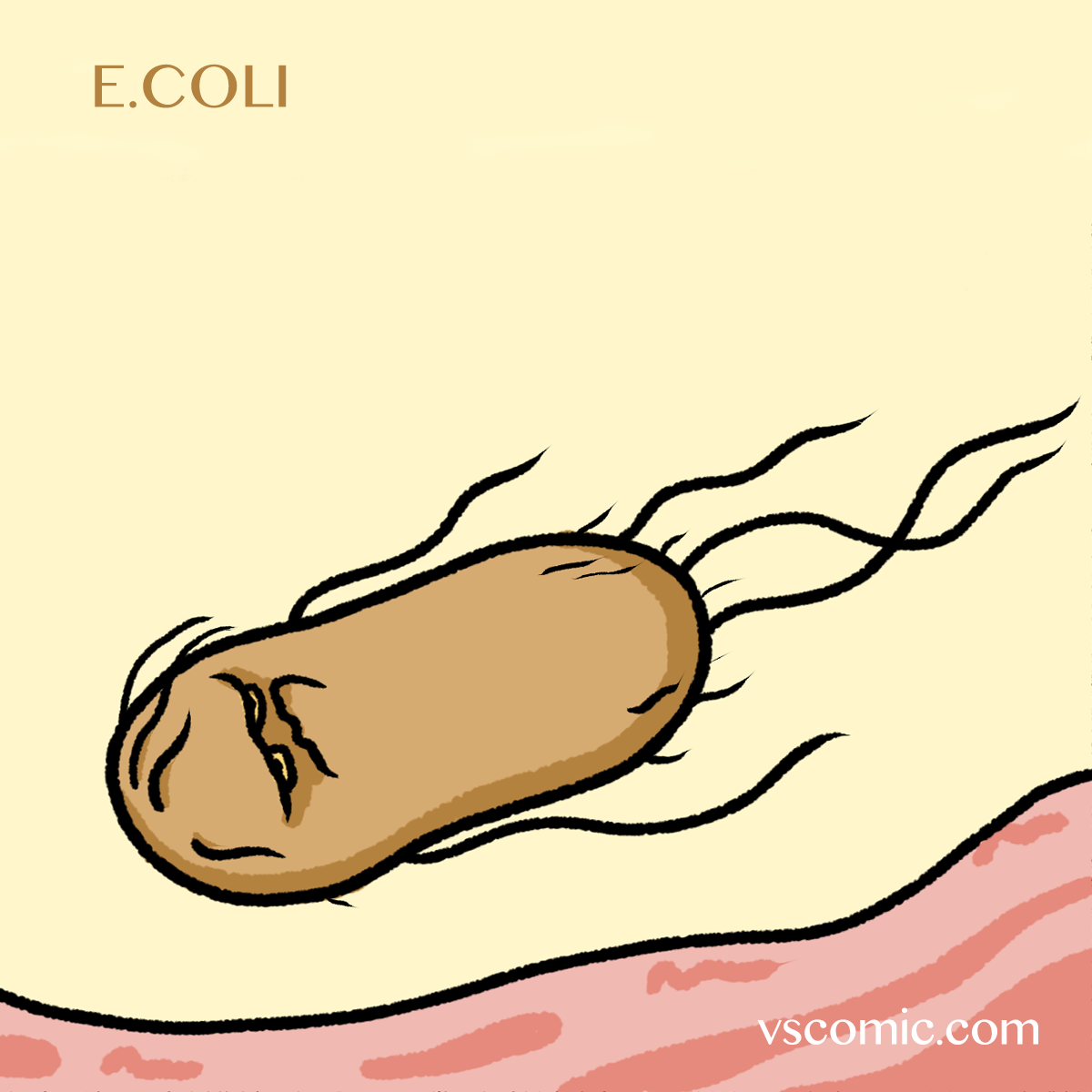 e.coli | vs