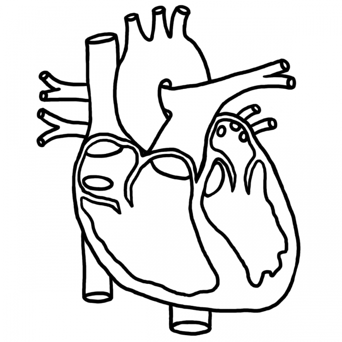Human Heart Black And White Clipart