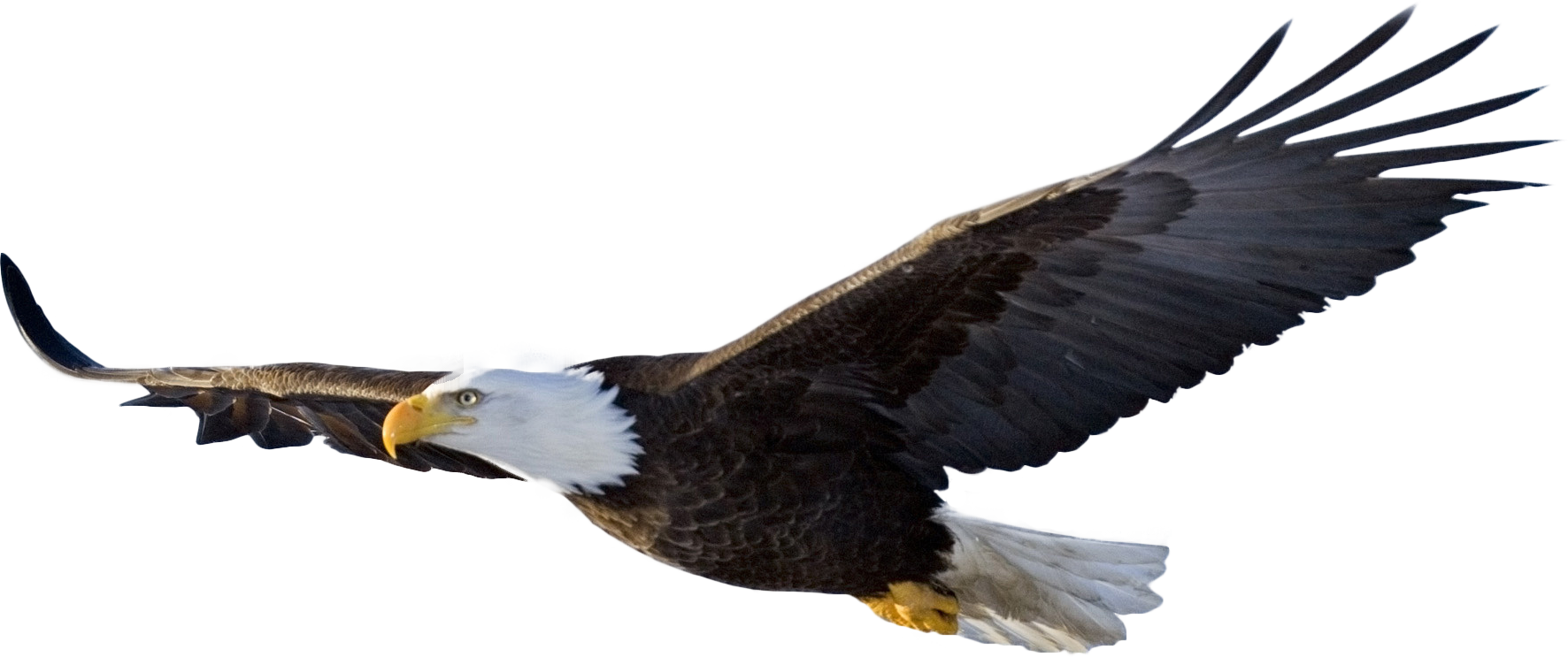 Bald Eagle PNG Transparent Images | PNG All