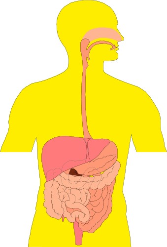 Digestive System Clipart - Clipart images and Icons