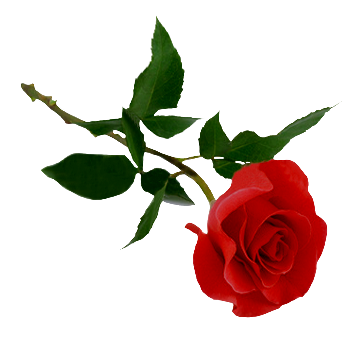 Download PNG image: Rose png image, free picture download