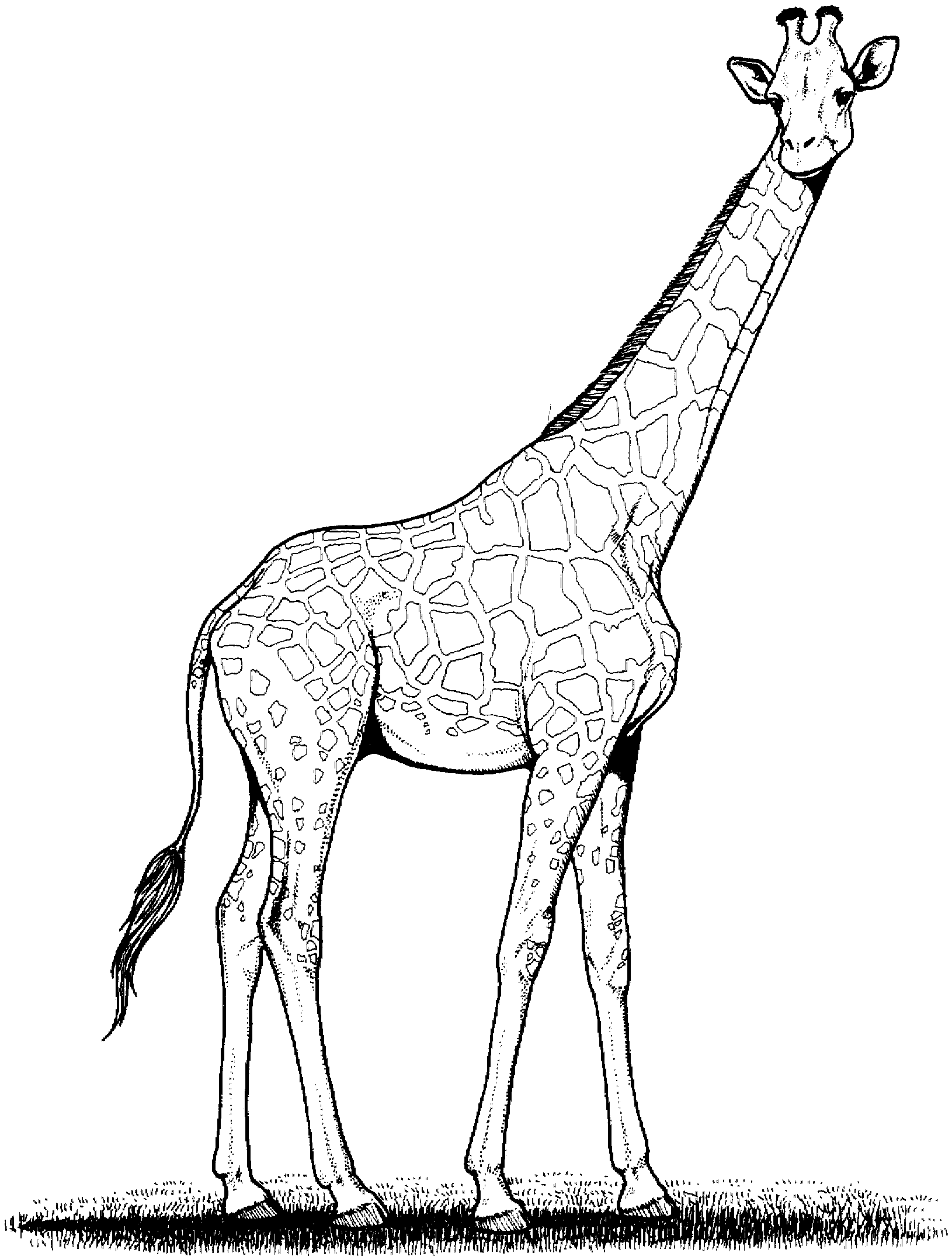 Раскраска жирафа