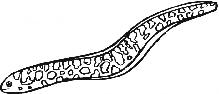 moray-eel-2-coloring-page.gif