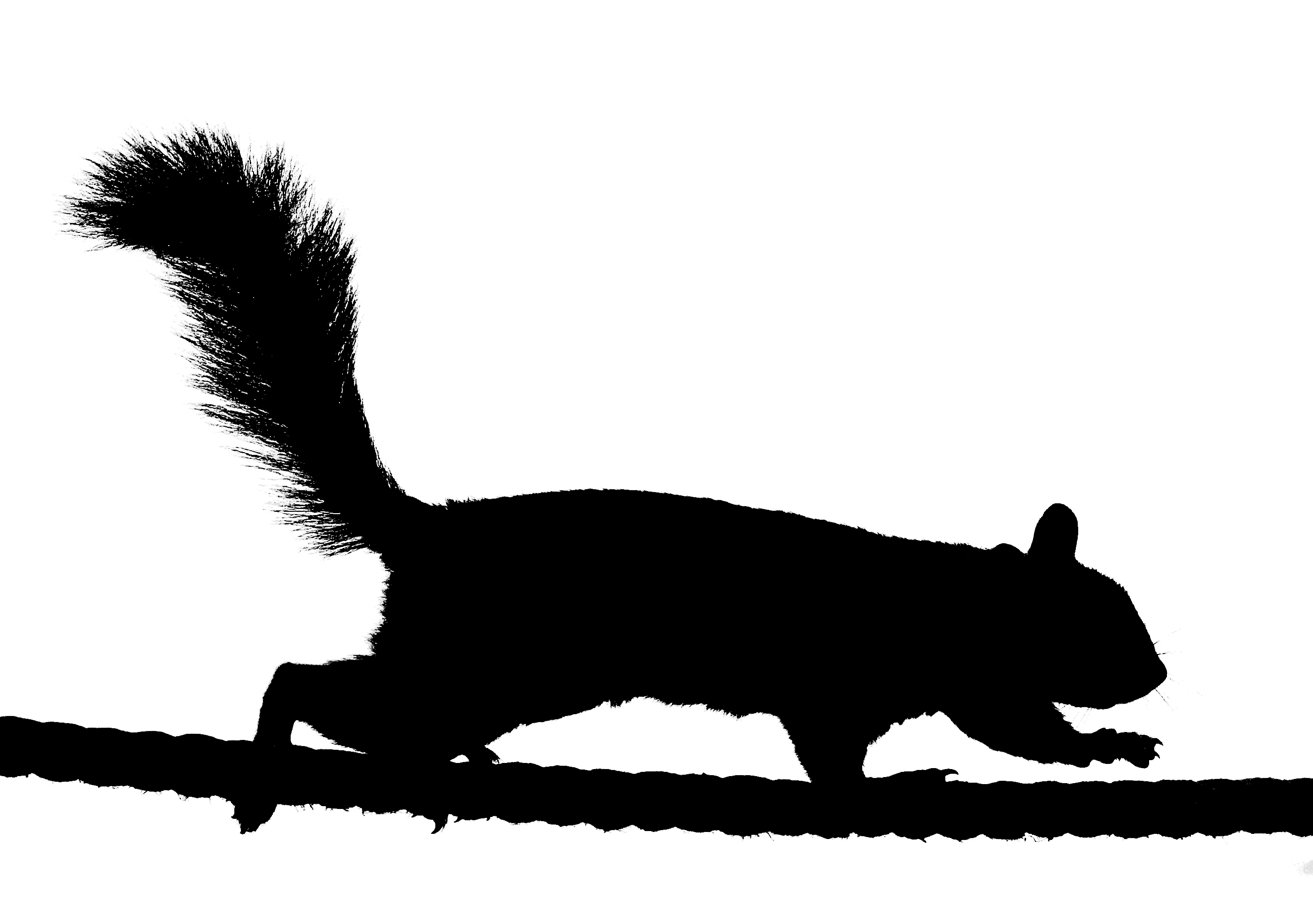 Squirrel Silhouette Clip Art - Free Clipart Images