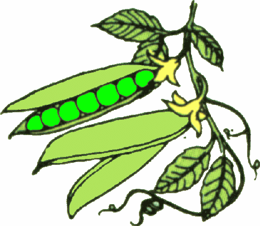 Green Bean Clip Art - Tumundografico