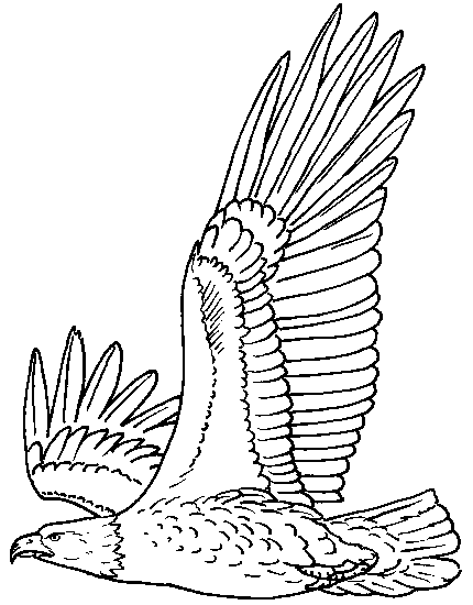 Eagle | Coloring Pages