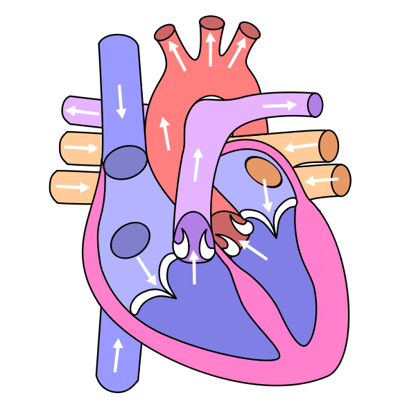 Human Heart Diagram Blank | Jos Gandos Coloring Pages For Kids