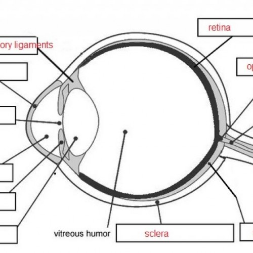 Parts Of The Human Eye Diagram - Human Anatomy Body Human Eye ...