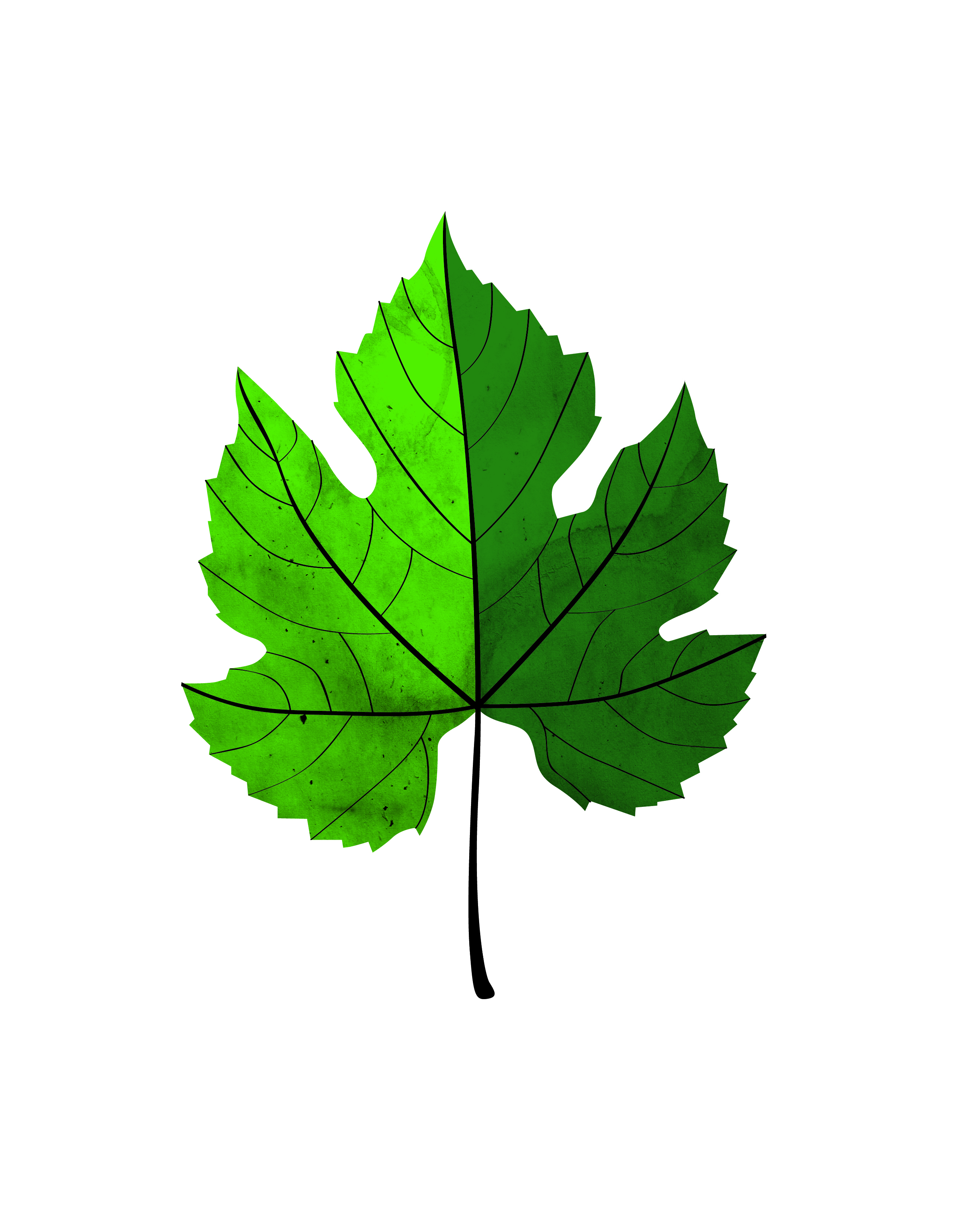 vine leaves clip art - photo #14