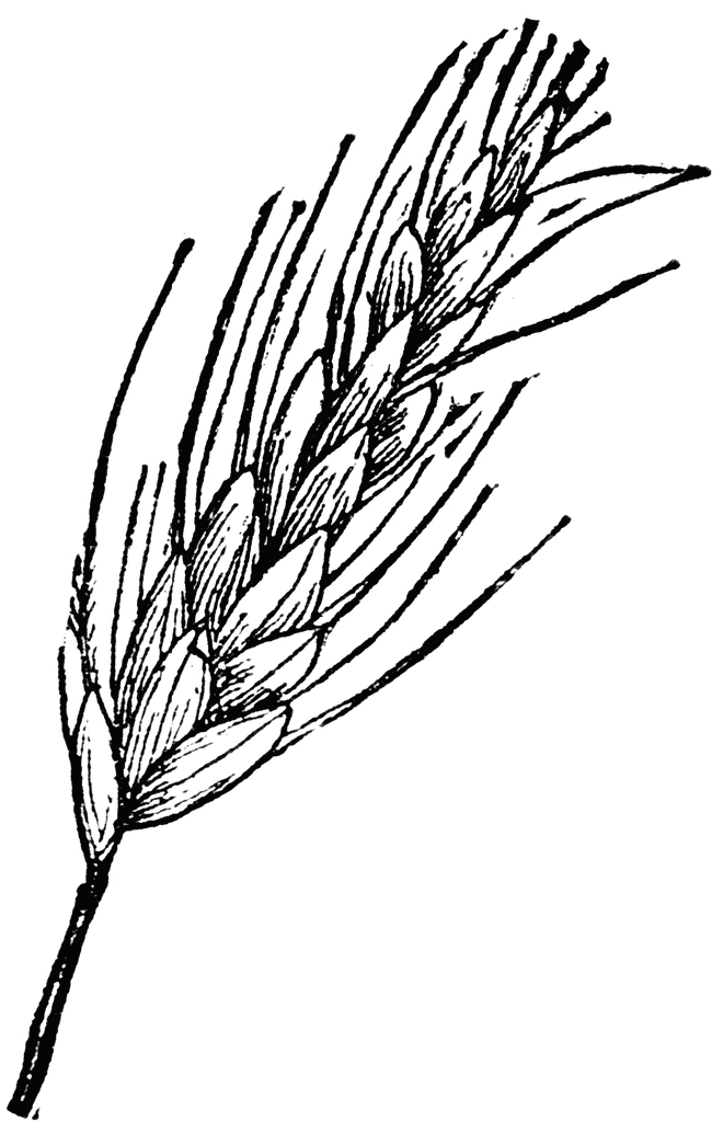 grain of wheat clipart image search results