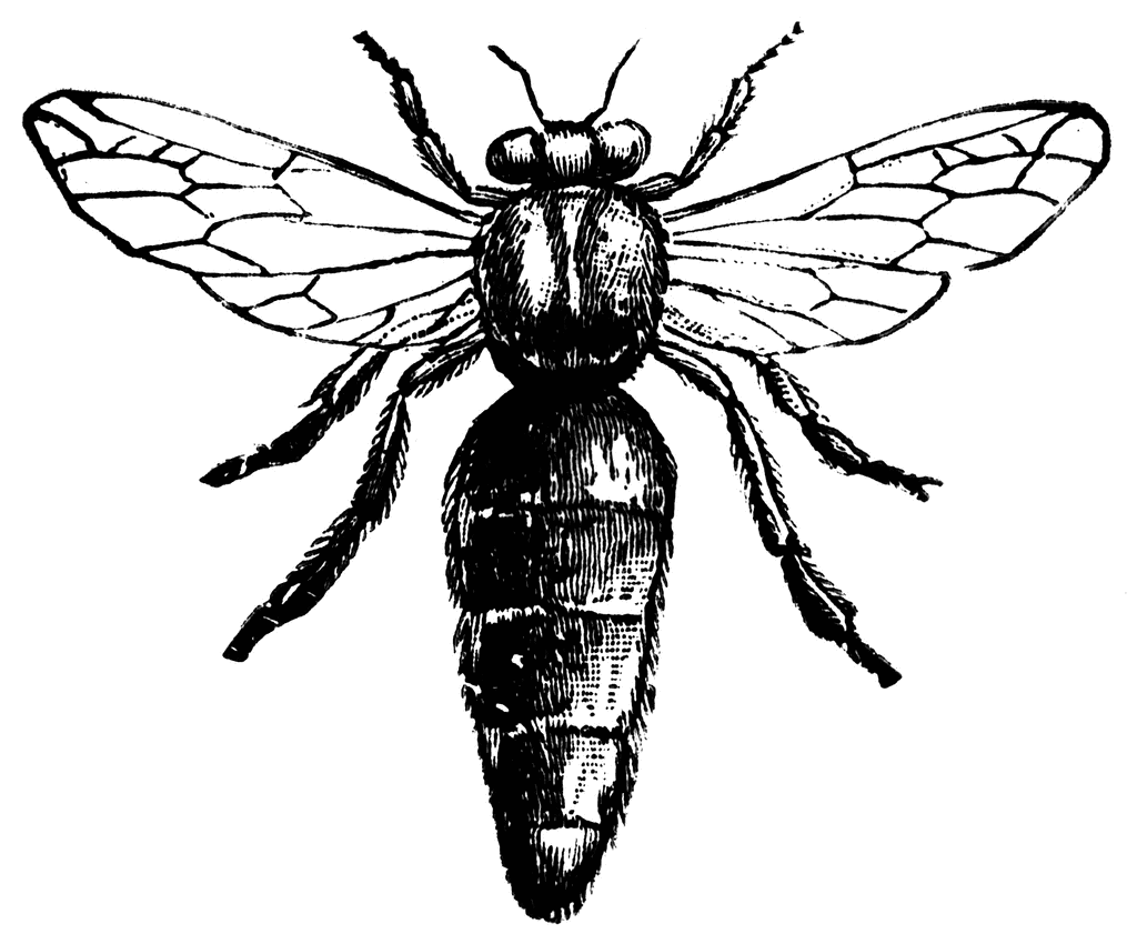 clip art bee line drawing - photo #14