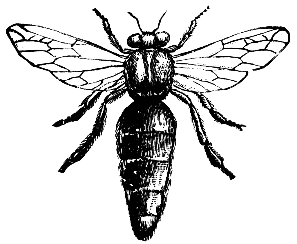 Bee Line Art