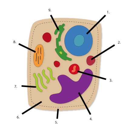 Animal Cell Diagram Labeled For Kids - ClipArt Best - ClipArt Best