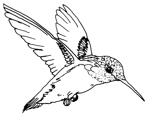 free hummingbird clipart black and white - photo #46