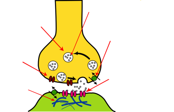 Unlabeled Flower Diagram