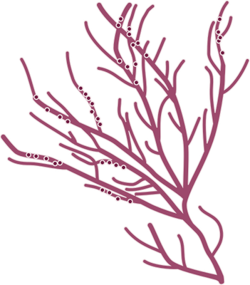 Gracilaria spp. 2 - Macroalgae - Vector Illustration/Drawing ...