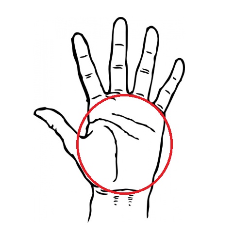 Palm Of Hand Clipart