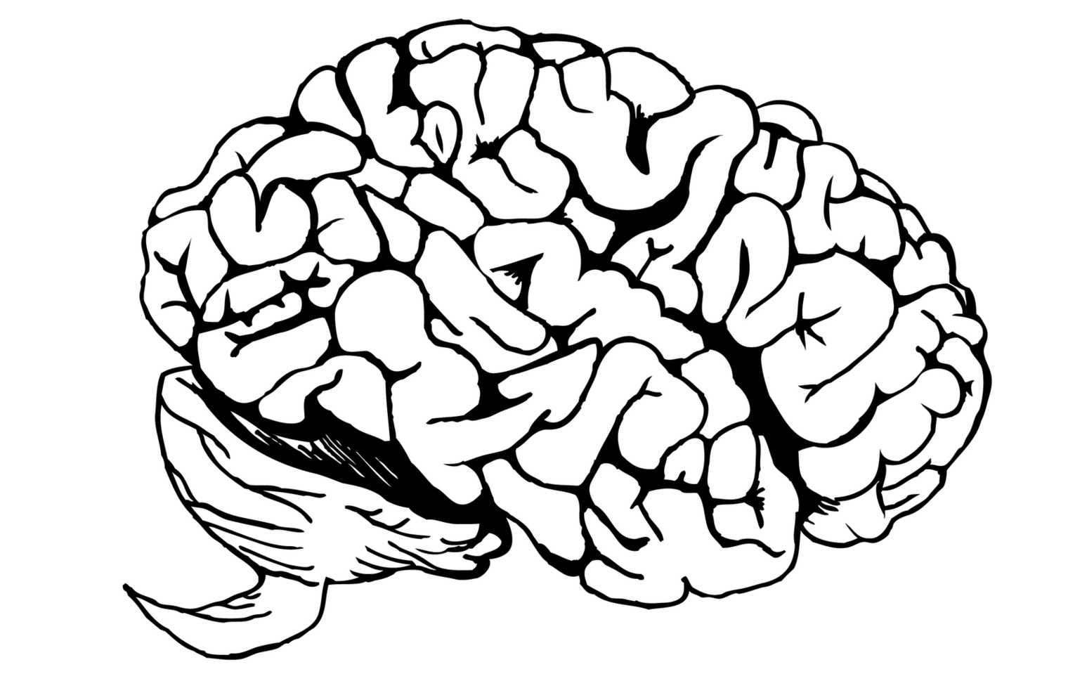 Brain Line Drawing Clipart - Free to use Clip Art Resource