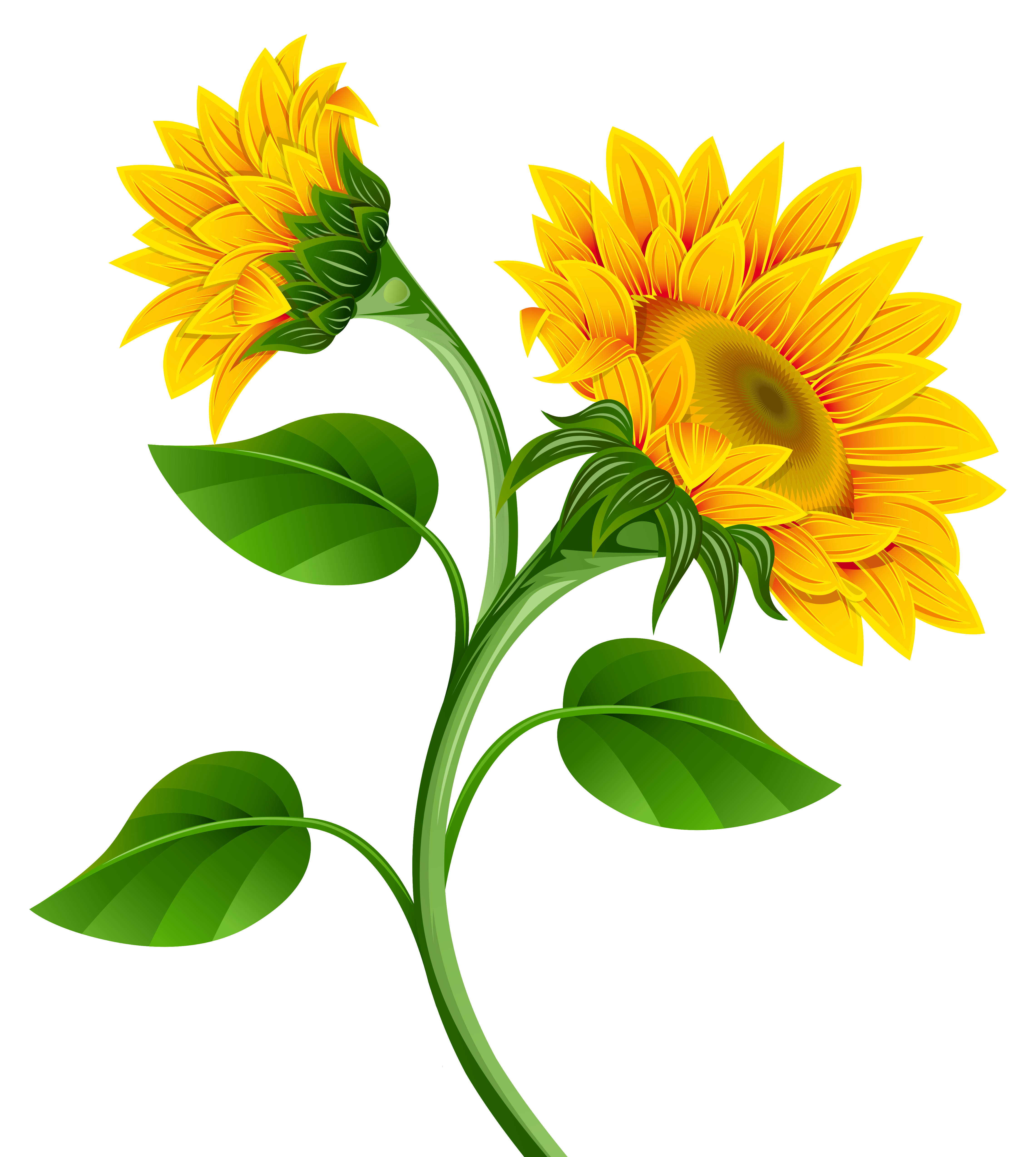 Sunflower Clipart Png Clipart Best