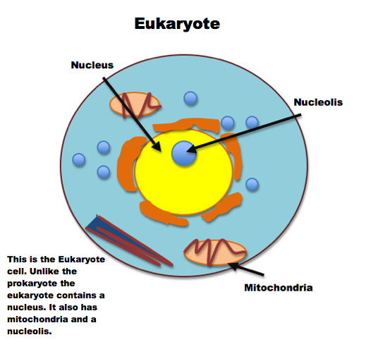 Simple Animal Cell Diagram - ClipArt Best