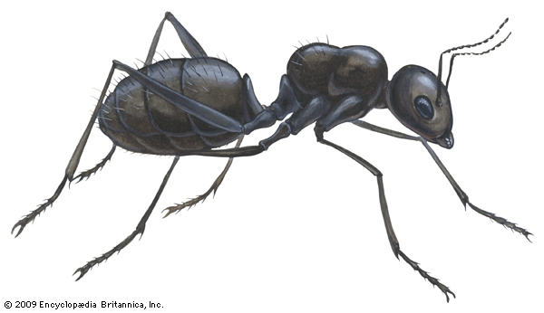 ant | insect | Britannica.com