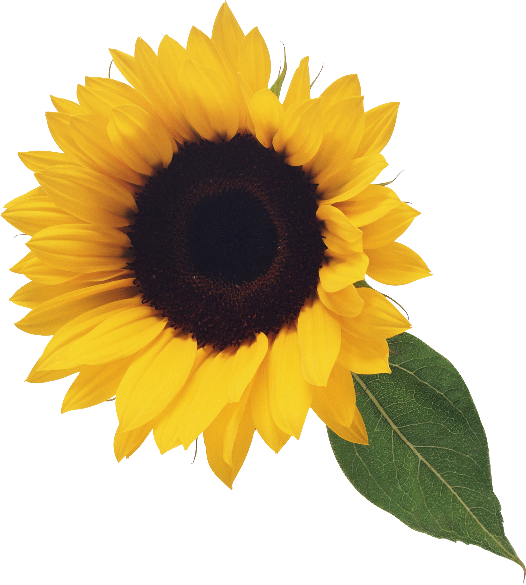 sunflower_PNG13389.png