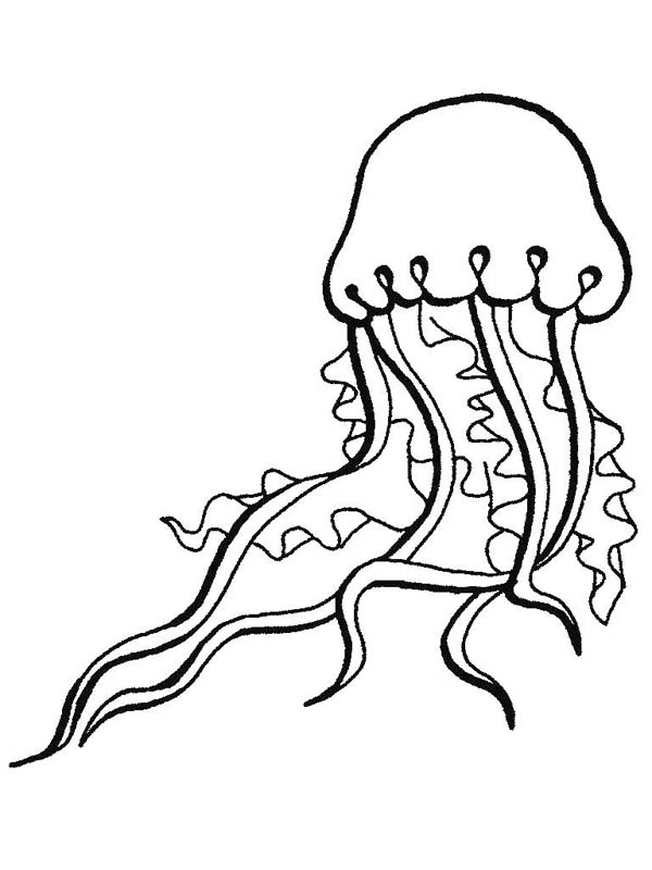 Realistic Ocean Animals Coloring Pages - High Quality Coloring Pages