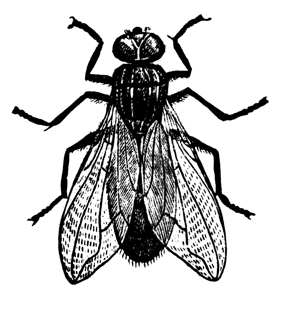 Fly images clip art