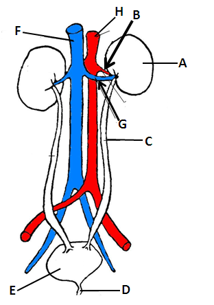 Urinary System Labeling Quiz - By saleenluver