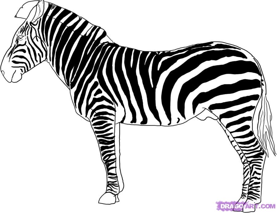 Line Art Zebra : Zebra line drawing clipart best