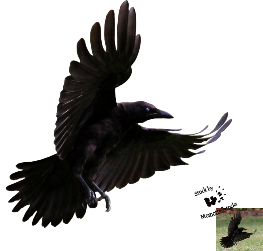 Flying Crow Png | Free Download Clip Art | Free Clip Art | on ...