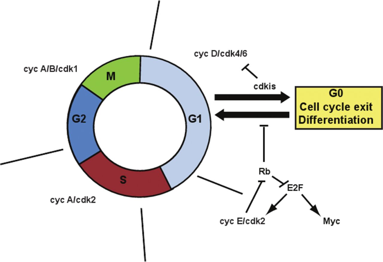 ordination of cell cycle and differentiation in the developing ... Biology Diagrams
