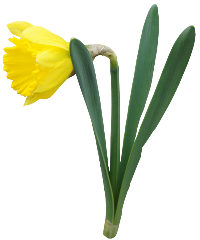 Daffodils Picture | Free Download Clip Art | Free Clip Art | on ...