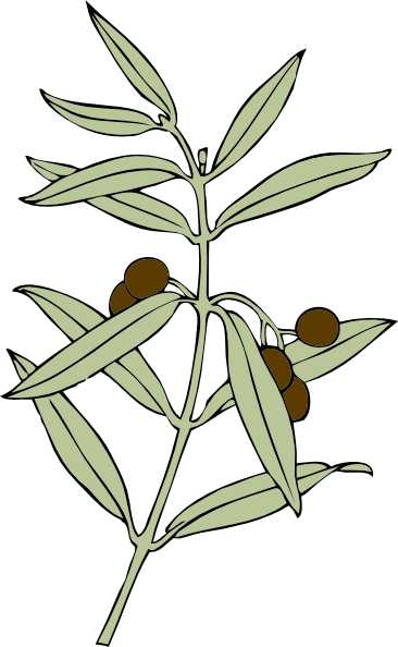 Olive Tree Branch Drawing - ClipArt Best