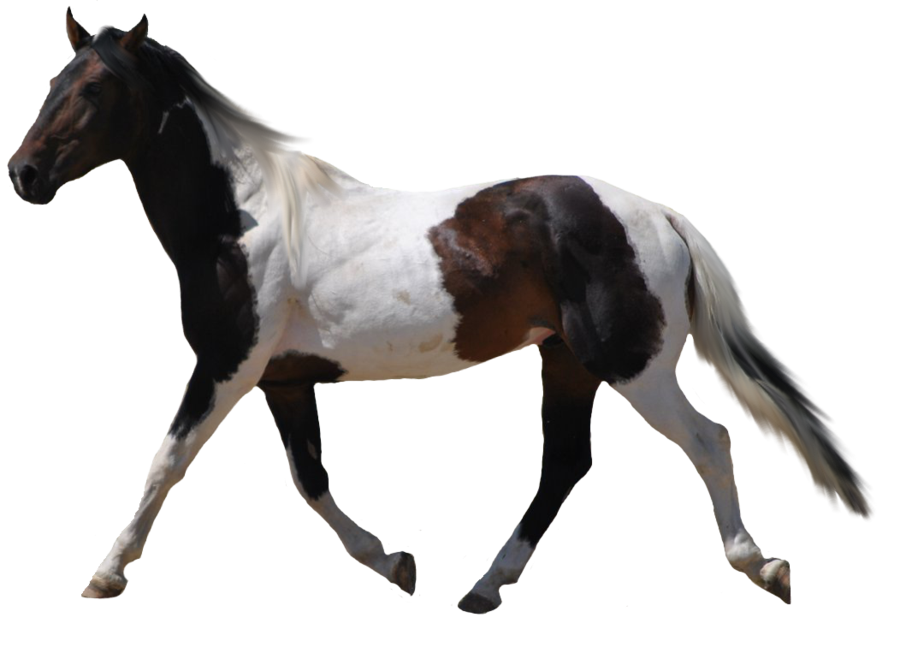 Running Horse Png - ClipArt Best