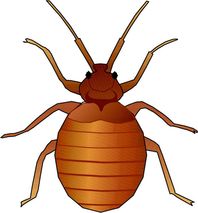 Animated Bugs - ClipArt Best