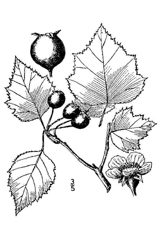 Line Drawing Fruit : Line drawings of fruit clipart best
