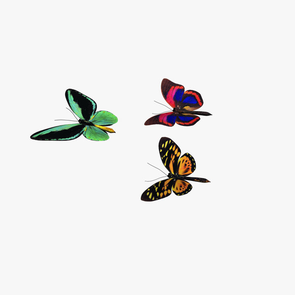 colorful butterflies 3d model