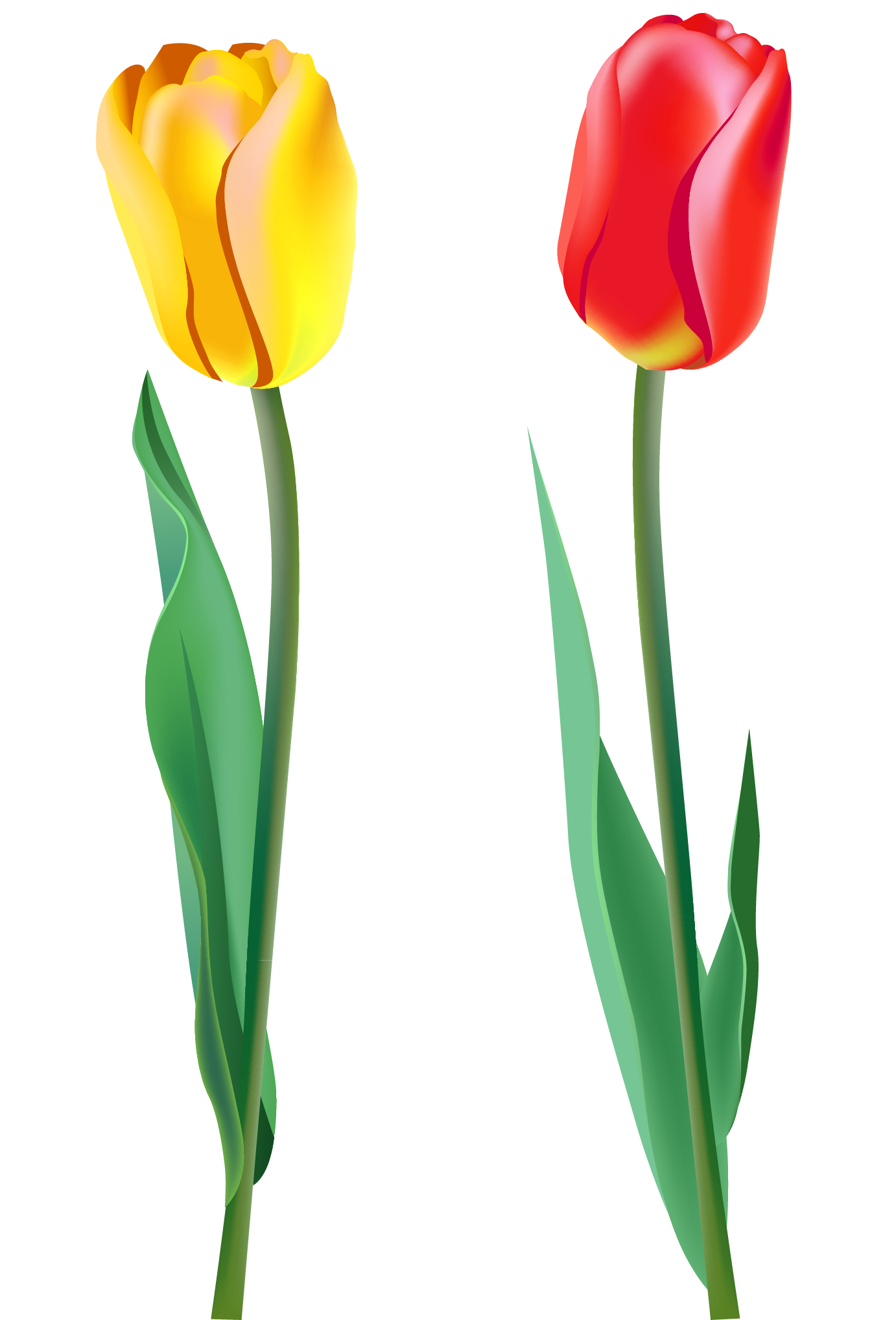 spring tulips clip art - photo #5