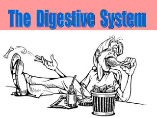 PPT - Ruminant Digestion PowerPoint Presentation - ID:355228