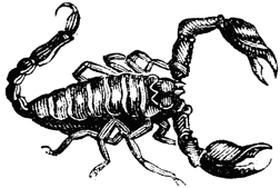 Drawings of Scorpions and Other Creepy Invertebrates With a Sting ...