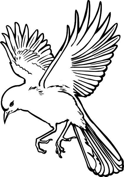 Bird outline, Bird drawings and Drawings