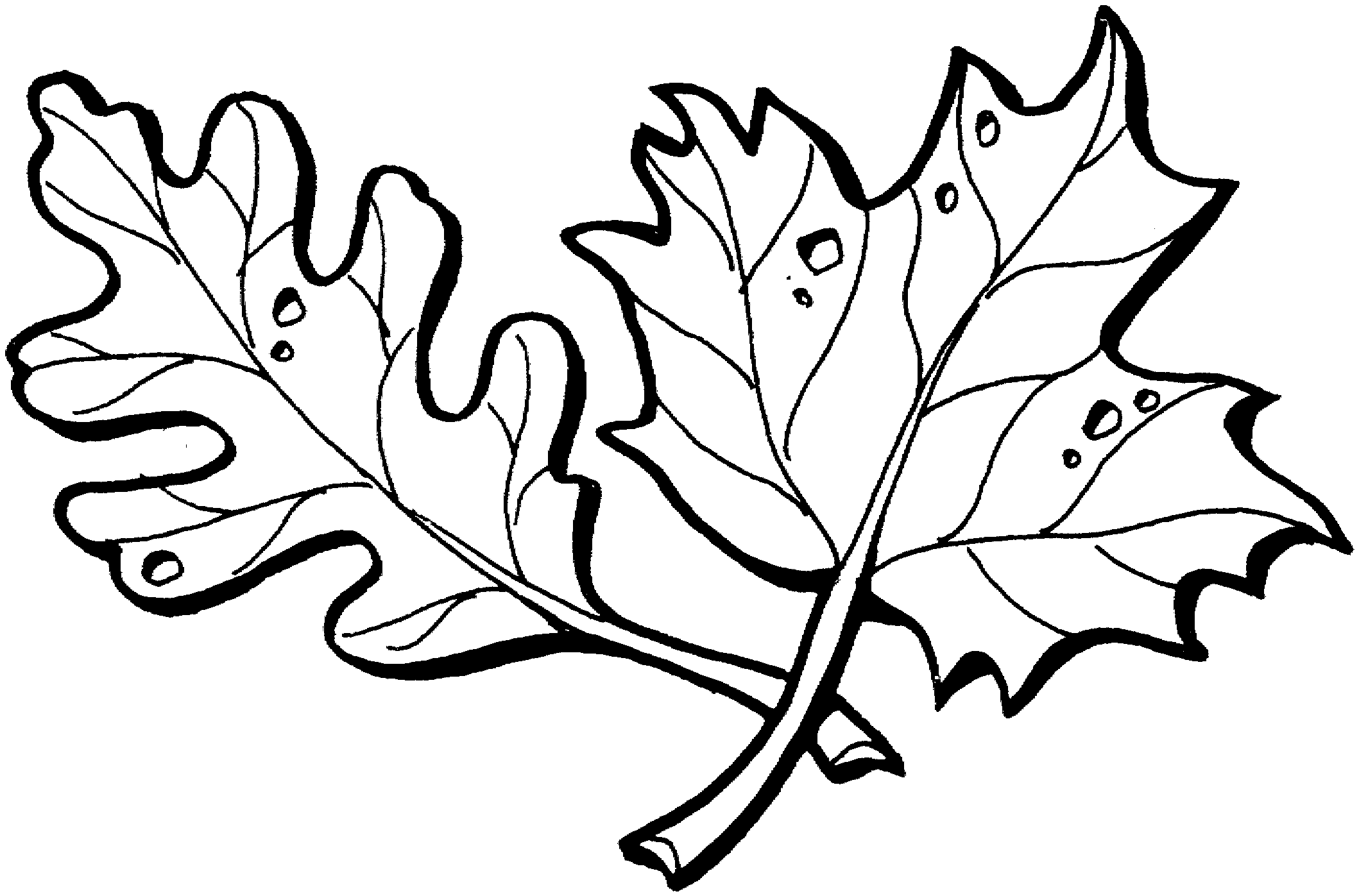 Maple Leaves Coloring Pages - Free Clipart Images